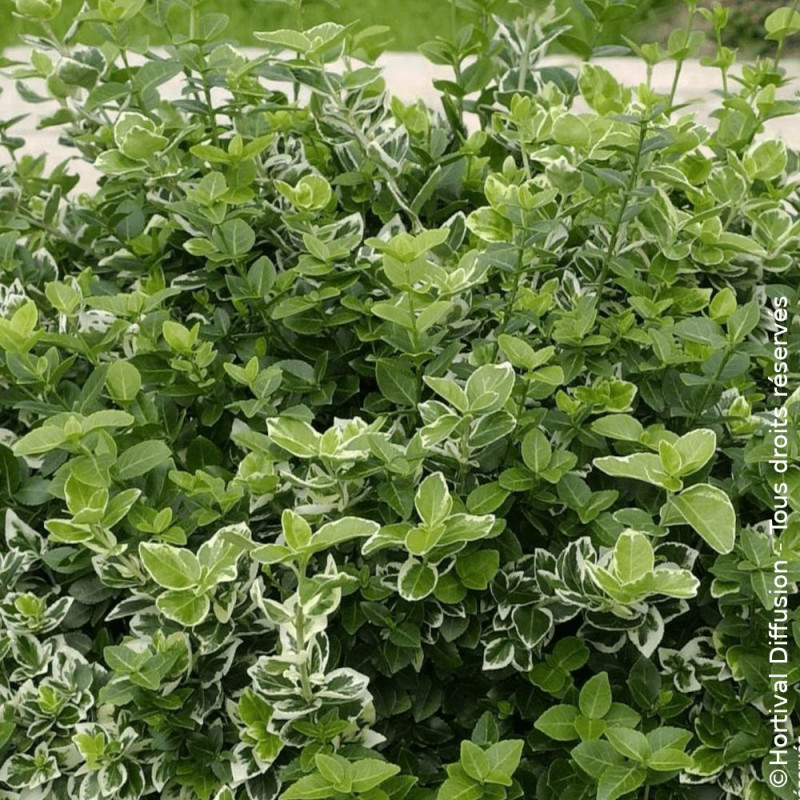 Fusain persistant Emerald Gaiety - SILENCE, ça pousse !, Euonymus