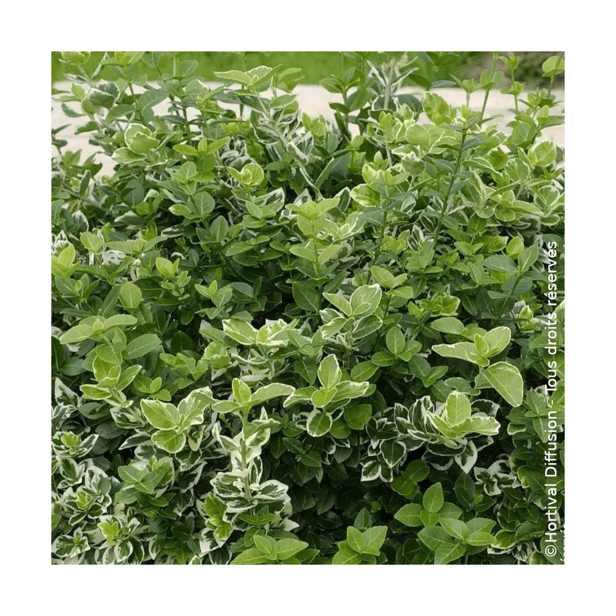 Fusain persistant Emerald Gaiety - SILENCE, ça pousse !, Euonymus
