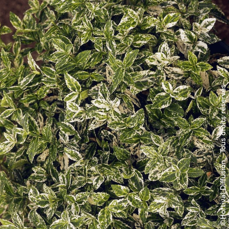 Fusain persistant Harlequin - SILENCE, ça pousse !, Euonymus