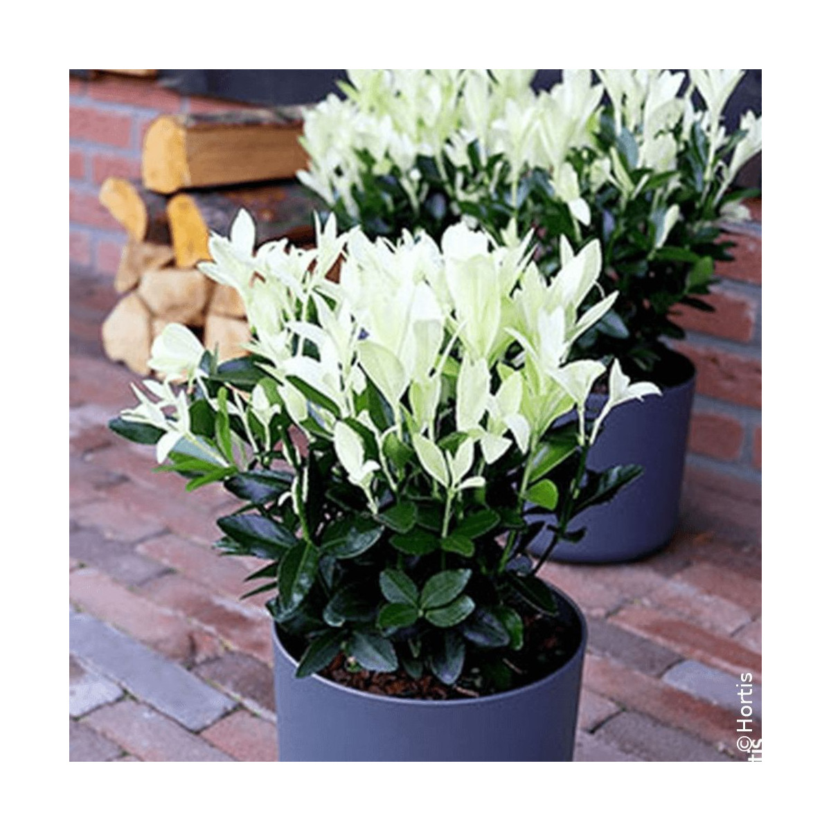 Fusain du Japon Extravaganza® - SILENCE, ça pousse !, Euonymus Fusain du Japon Extravaganza® - SILENCE, ça pousse !, Euonymus