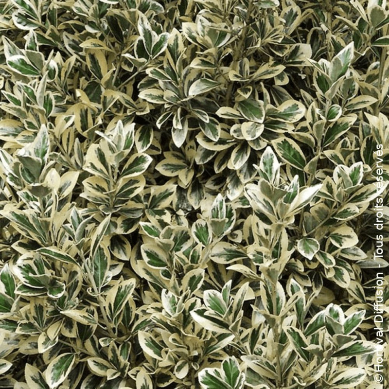 Fusain du Japon White Spire - SILENCE, ça pousse !, Euonymus
