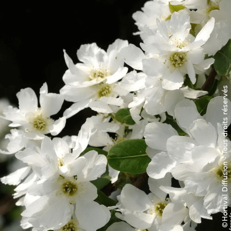 Arbre aux perles The Bride - SILENCE, ça pousse !, Exochorda, Exochorde