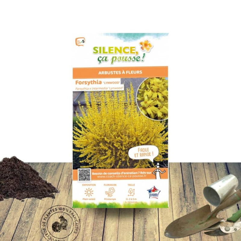 Forsythia Lynwood - SILENCE, ça pousse !, Mimosa de Paris