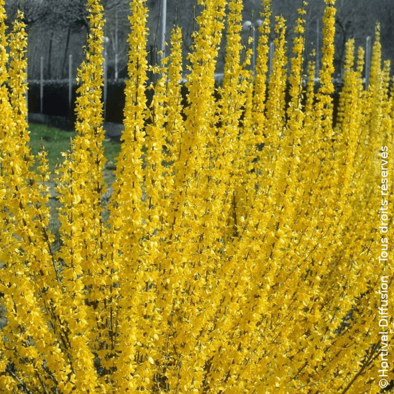 Forsythia Lynwood - SILENCE, ça pousse !, Mimosa de Paris