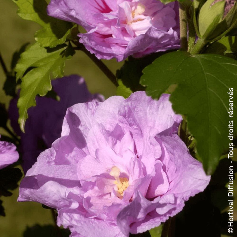 Hibiscus Lavender Chiffon® 'Notwoodone' - SILENCE, ça pousse !, Althéa