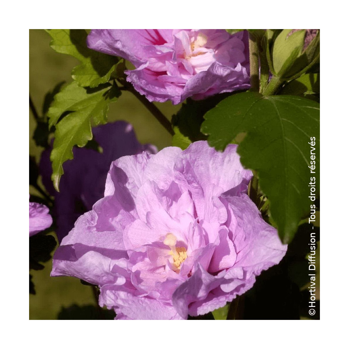 Hibiscus Lavander Chiffon® 'Notwoodone' - SILENCE, ça pousse !, Althéa