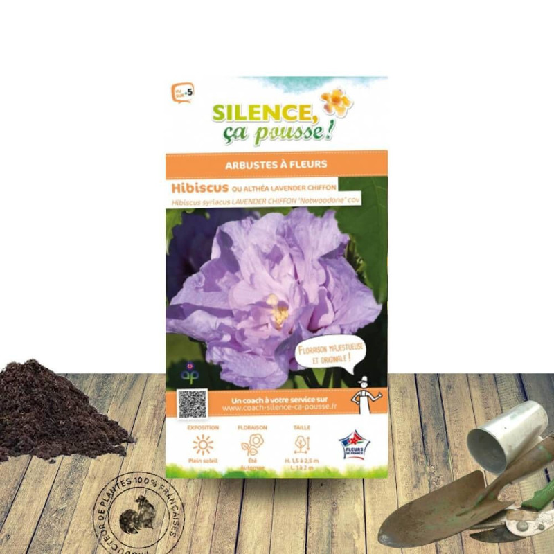 Hibiscus Lavender Chiffon® 'Notwoodone' - SILENCE, ça pousse !, Althéa