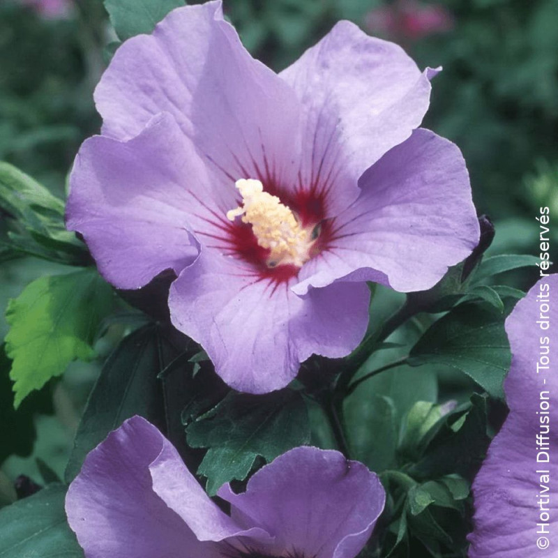 Hibiscus Marina - SILENCE, ça pousse !, Althéa