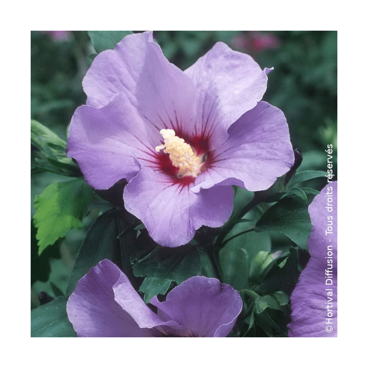 Hibiscus Marina - SILENCE, ça pousse !, Althéa