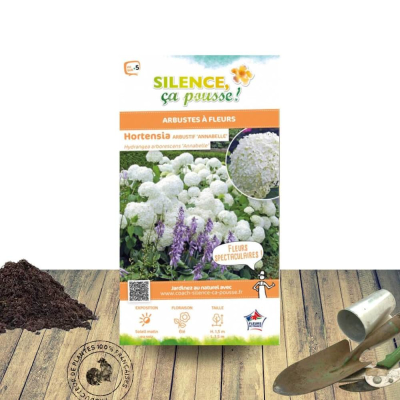 Hortensia de Virginie Annabelle - SILENCE, ça pousse !, Hortensia arborescens