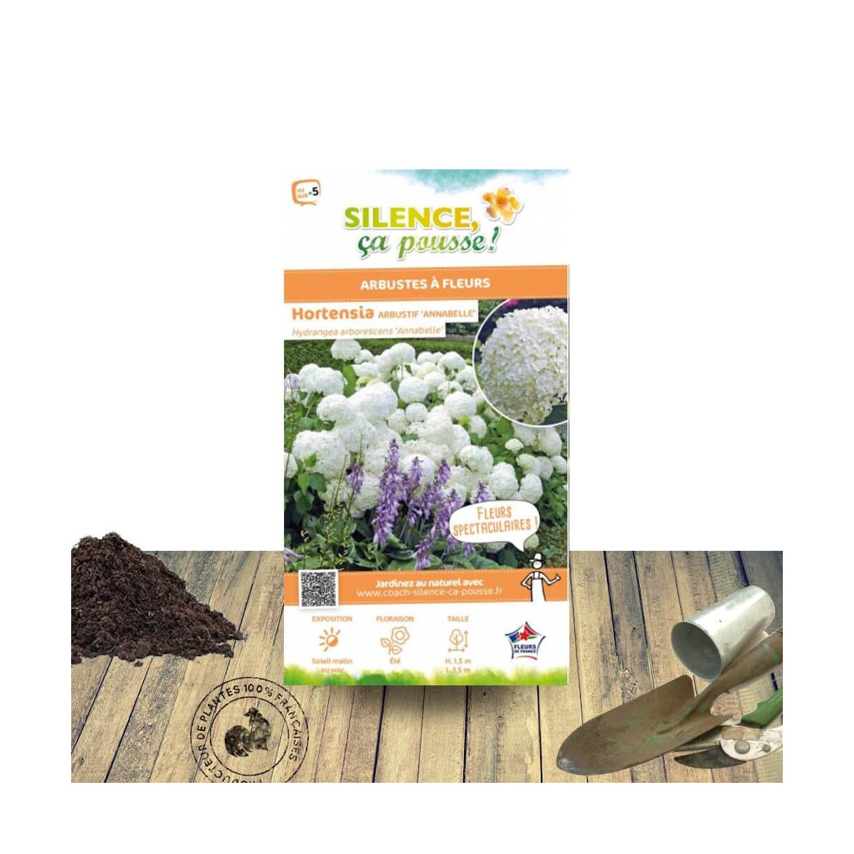 Hortensia de Virginie Annabelle - SILENCE, ça pousse !, Hortensia arborescens