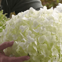 Hortensia de Virginie Strong Annabelle® - SILENCE, ça pousse !