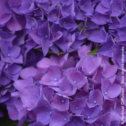 Hortensia macrophylla Amor® Bleu - SILENCE, ça pousse !