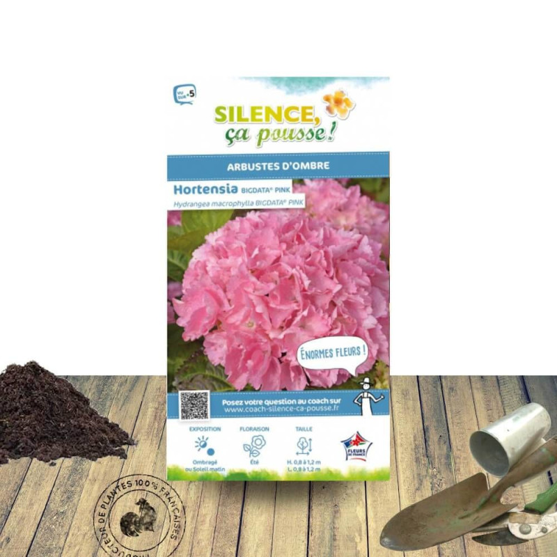 Hortensia Big Data® Pink - SILENCE, ça pousse !, Hydrangea macrophylla