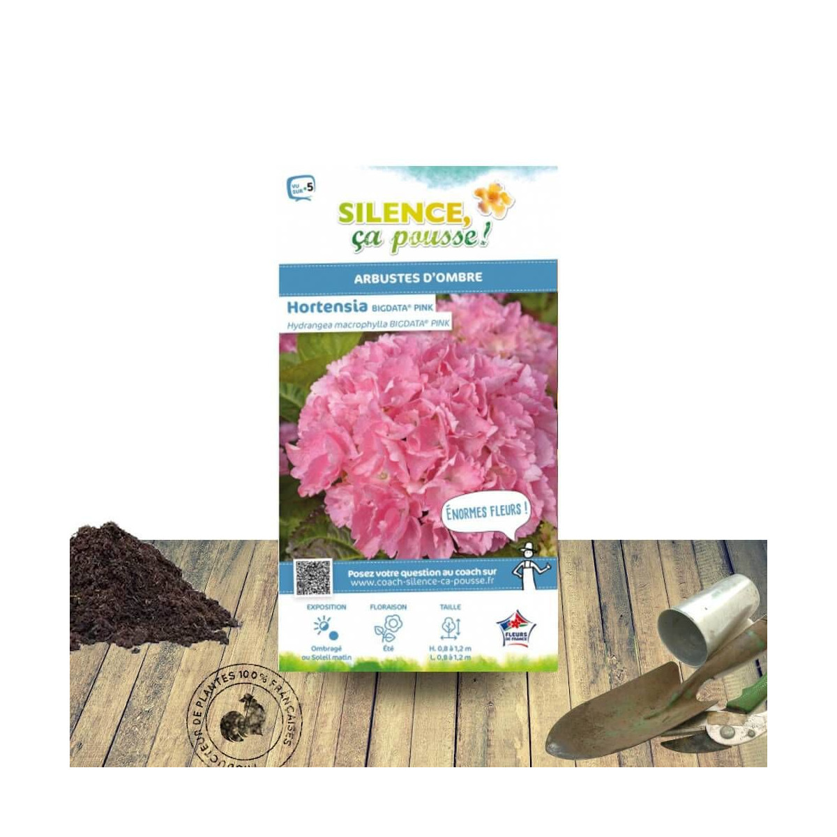 Hortensia Big Data® Pink - SILENCE, ça pousse !, Hydrangea macrophylla