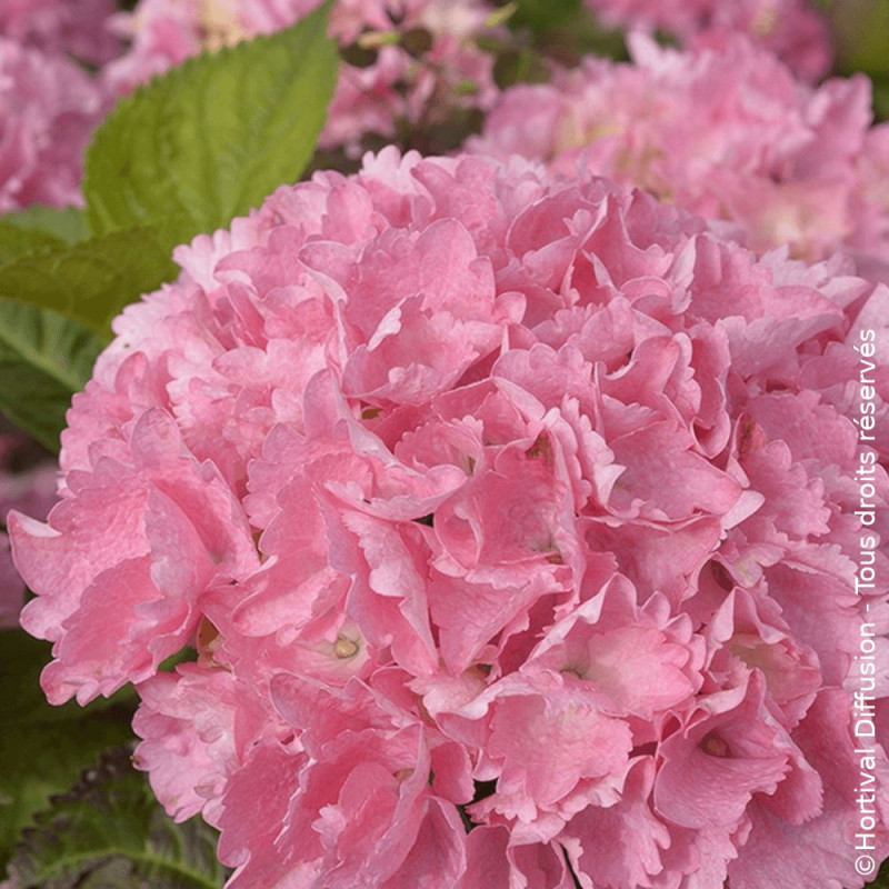 Hortensia Big Data® Pink - SILENCE, ça pousse !, Hydrangea macrophylla