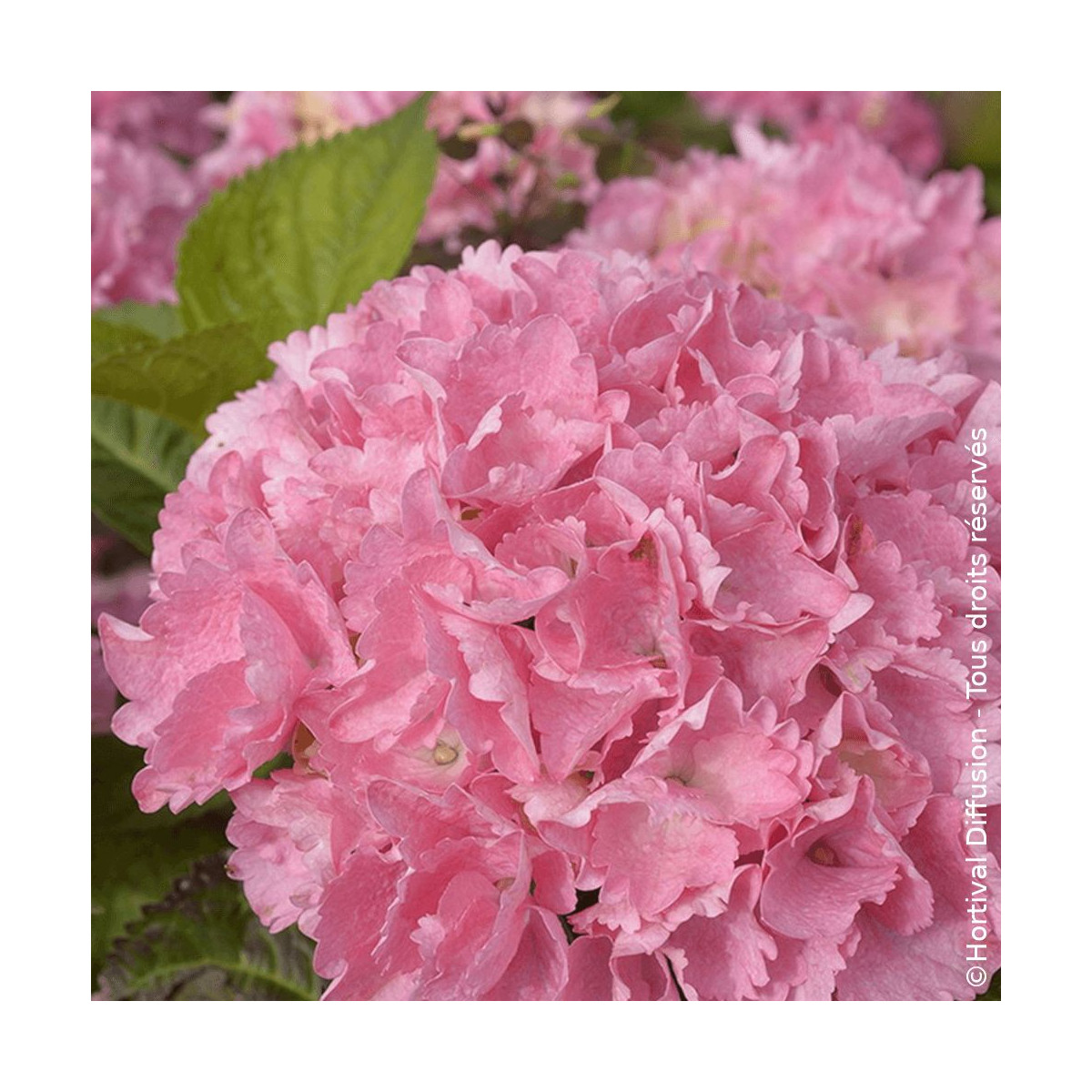 Hortensia Big Data® Pink - SILENCE, ça pousse !, Hydrangea macrophylla