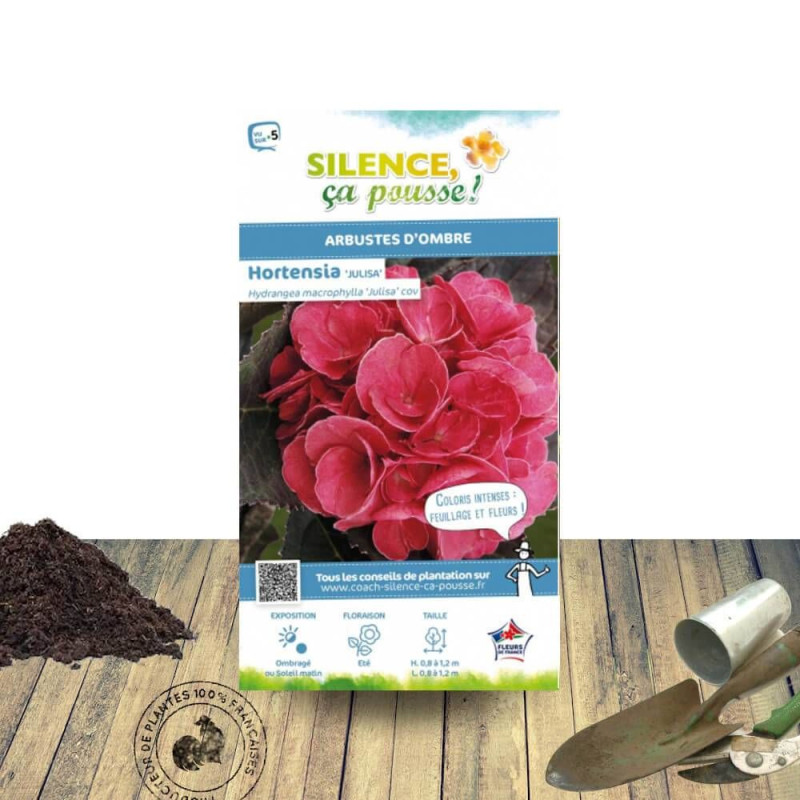 Hortensia Julisa - SILENCE, ça pousse !, Hydrangea macrophylla