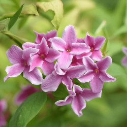 Jasmin starry® Summer Scent 'Ganmin 1701'