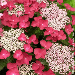 Hortensia macrophylla Totschwanz - SILENCE, ça pousse !