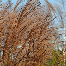 Herbe à éléphant Gracillimus - SILENCE, ça pousse !