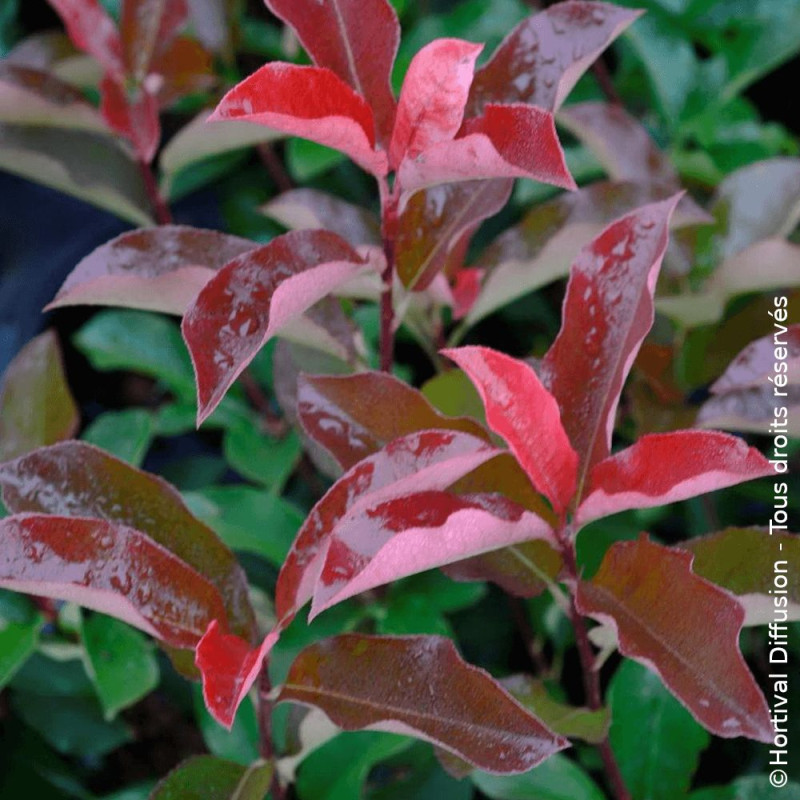 Photinia Baton Rouge® - SILENCE, ça pousse !
