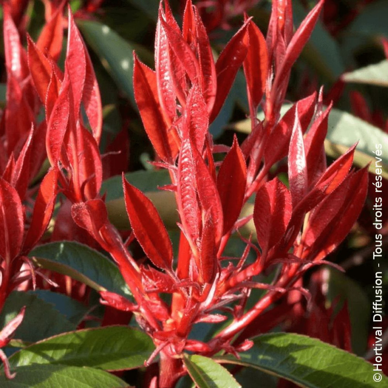 Photinia Red Robin - SILENCE, ça pousse !