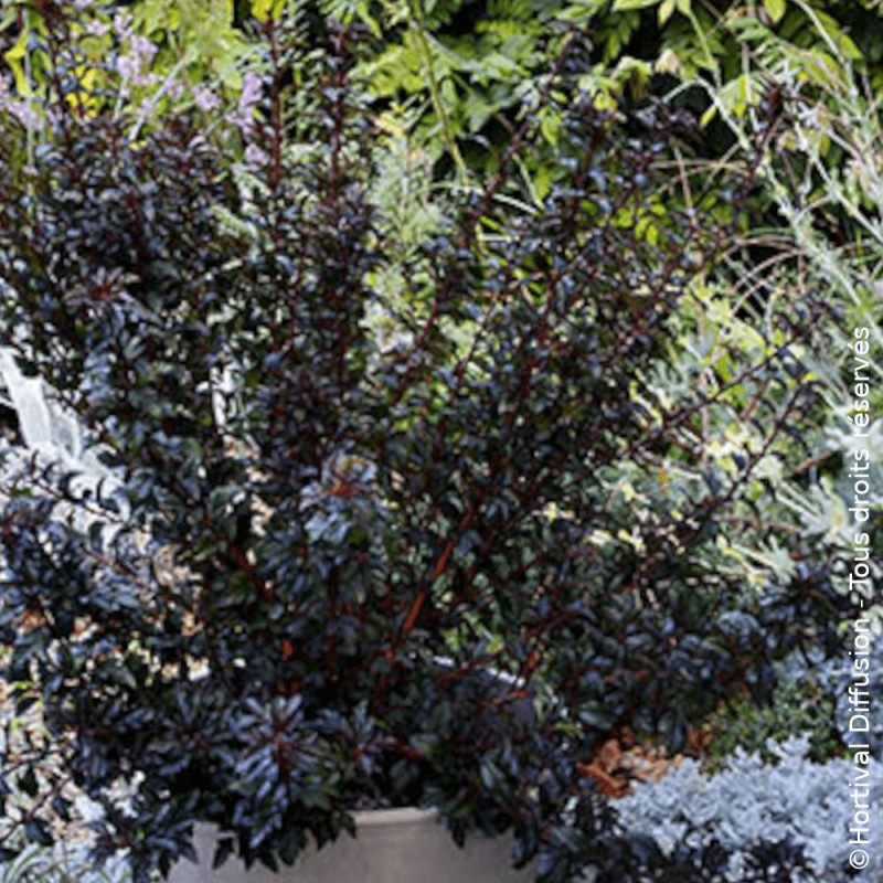 Physocarpus Tiny Wine® - SILENCE, ça pousse !, Physocarpe