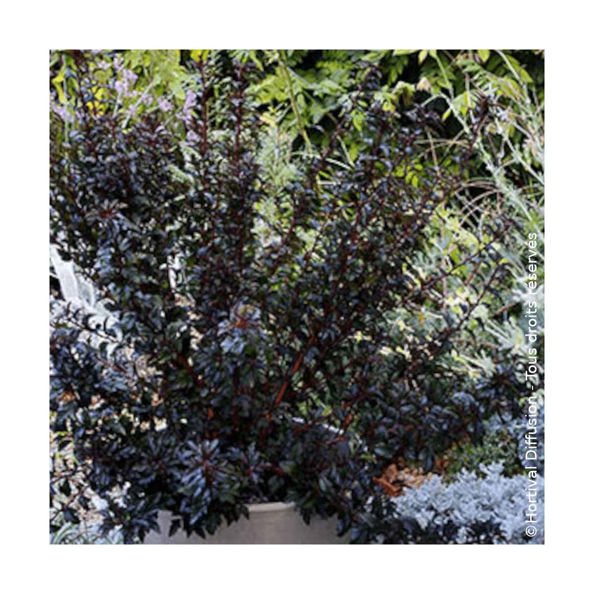 Physocarpus Tiny Wine® - SILENCE, ça pousse !, Physocarpe