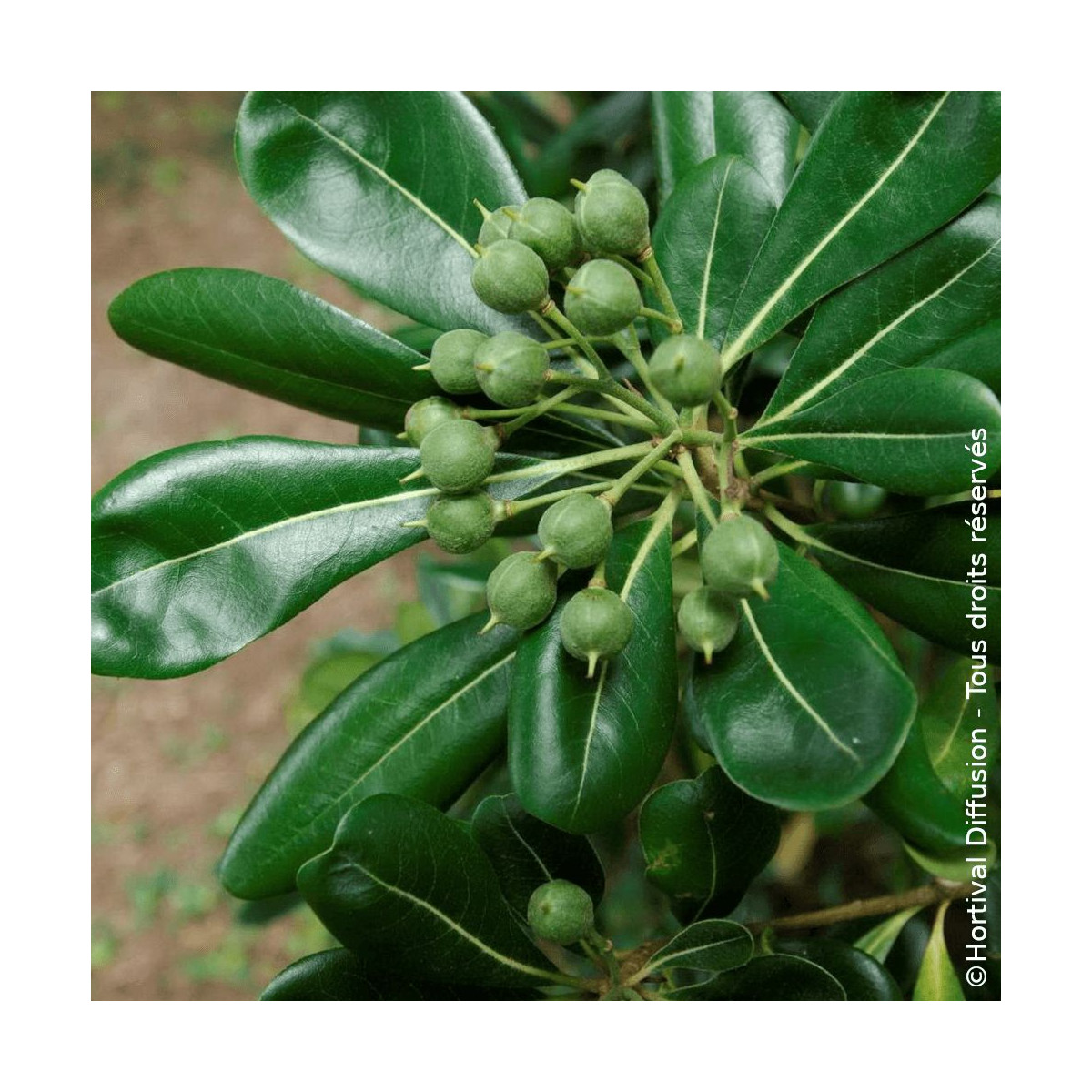 Pittosporum du Japon - SILENCE, ça pousse !, Pittospore