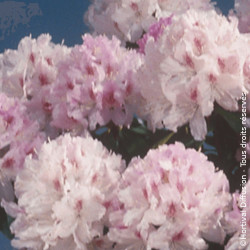 Rhododendron Cosmopolitain - SILENCE, ça pousse !