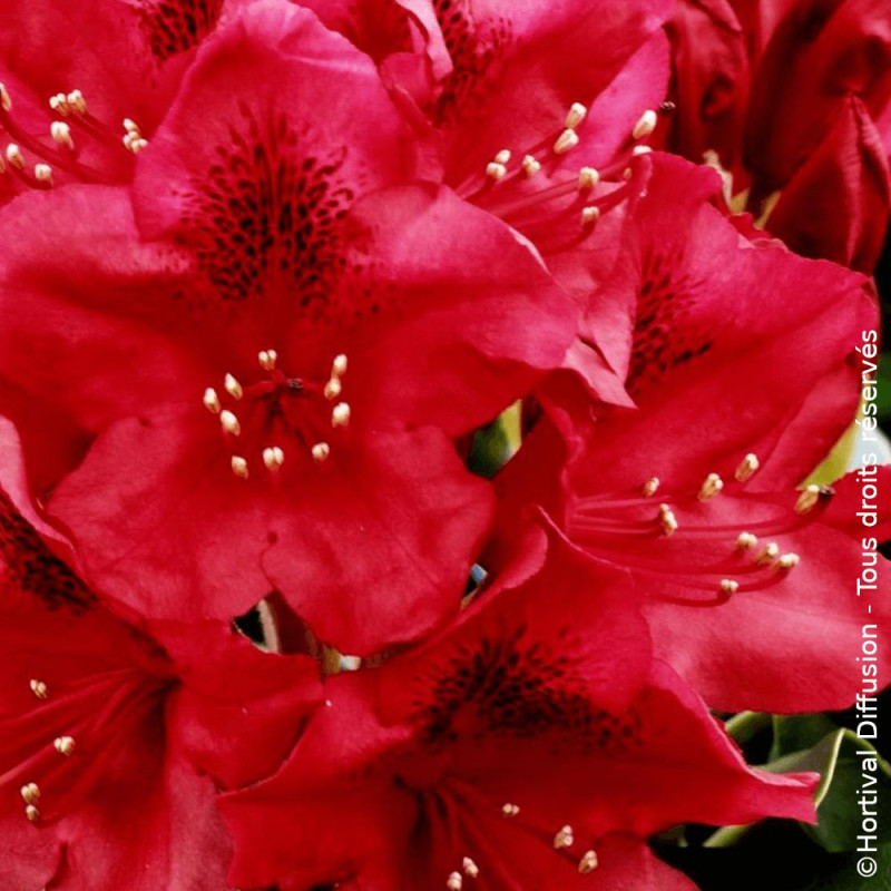 Rhododendron Nova Zembla - SILENCE, ça pousse !