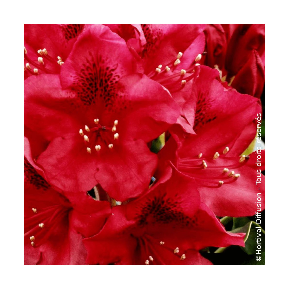 Rhododendron Nova Zembla - SILENCE, ça pousse !
