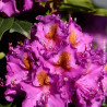 Rhododendron Red Eye - SILENCE, ça pousse !