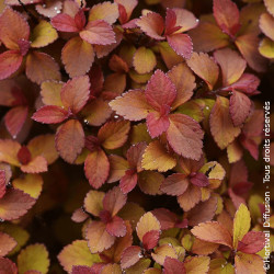 Spirée du Japon Zen'Spirit® Caramel - SILENCE, ça pousse !