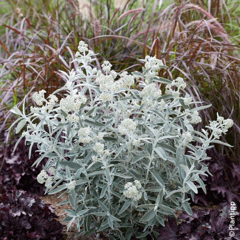 Arbre aux papillons Silver Anniversary® - SILENCE, ça pousse !, Buddleia