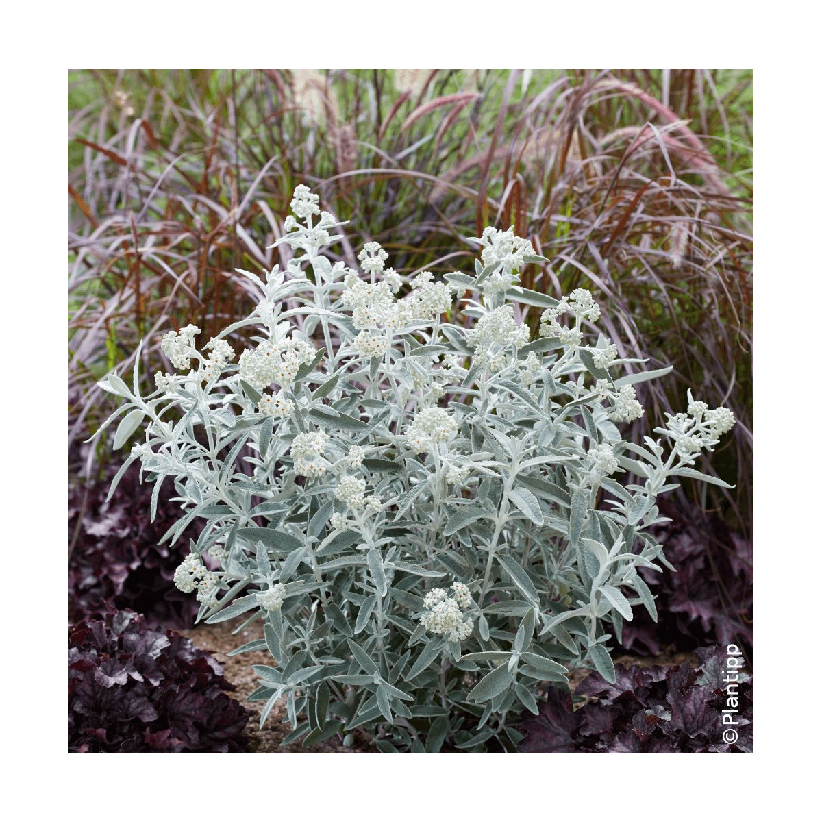 Arbre aux papillons Silver Anniversary® - SILENCE, ça pousse !