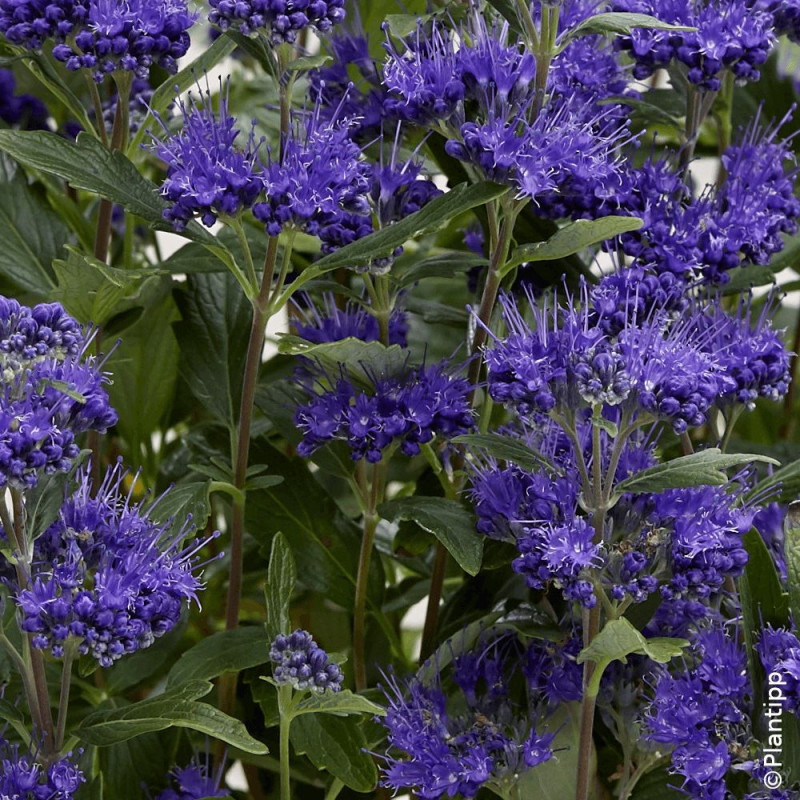 Caryopteris Grand Bleu® - SILENCE, ça pousse !, Spirée bleue, Barbe bleue