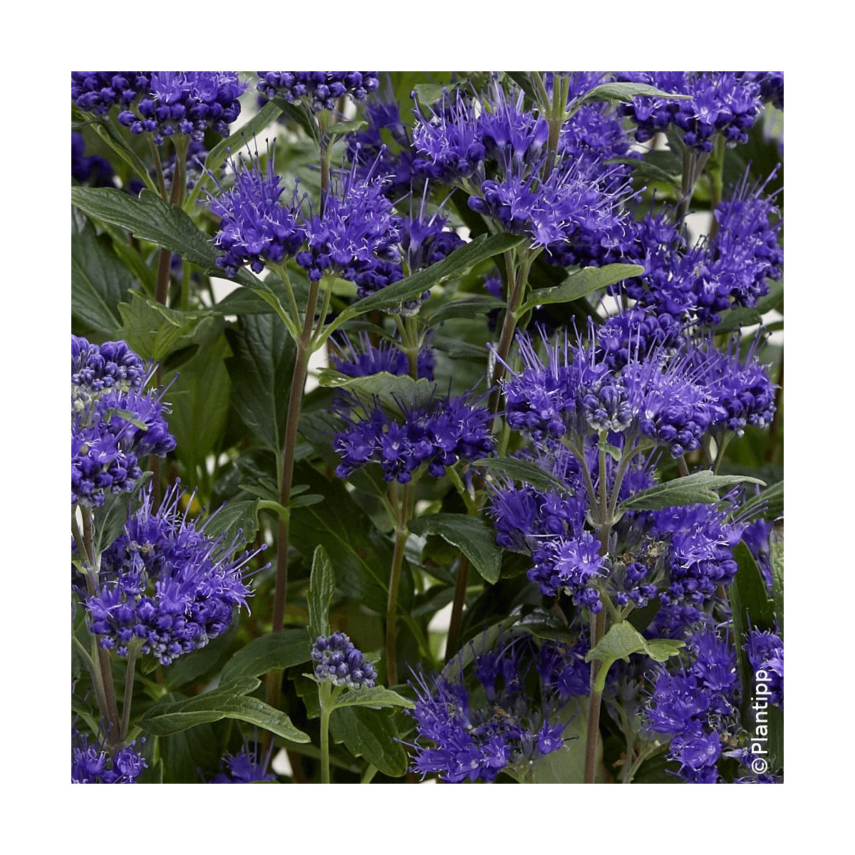 Caryopteris Grand Bleu® - SILENCE, ça pousse !, Spirée bleue, Barbe bleue