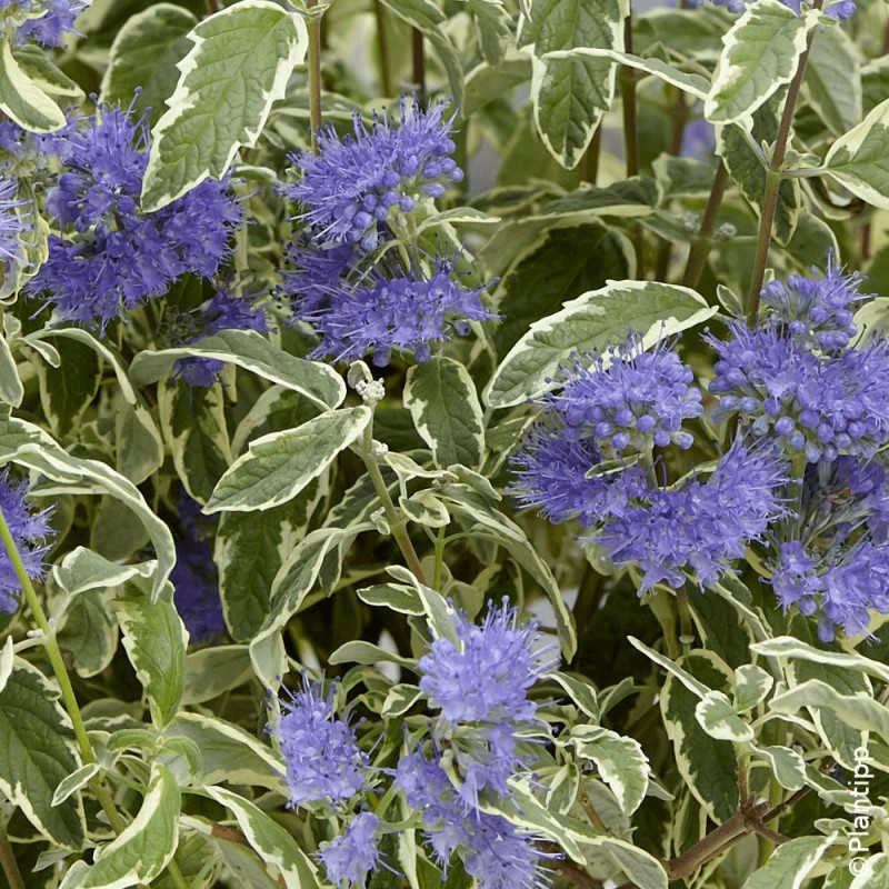 Caryopteris White Surprise - SILENCE, ça pousse !, Spirée bleue, Barbe bleue