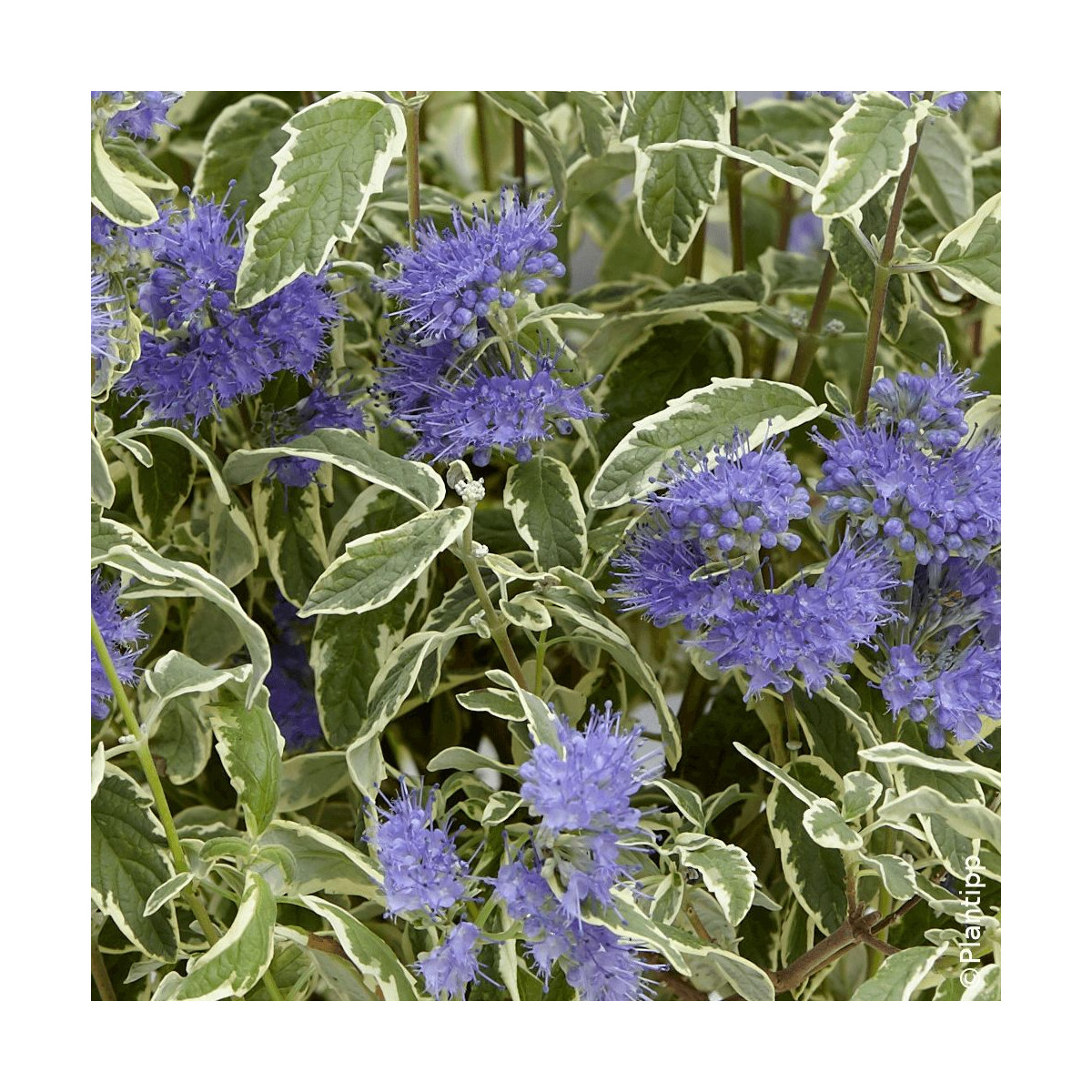 Caryopteris White Surprise - SILENCE, ça pousse !, Spirée bleue, Barbe bleue