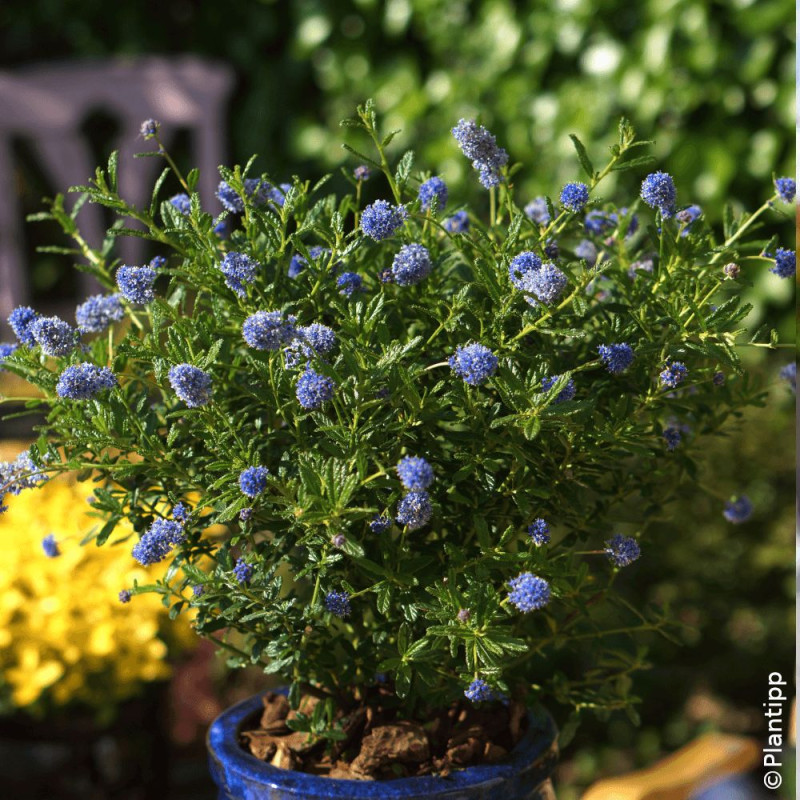 Céanothe, Lilas de Californie Blue Diamond® - SILENCE, ça pousse !
