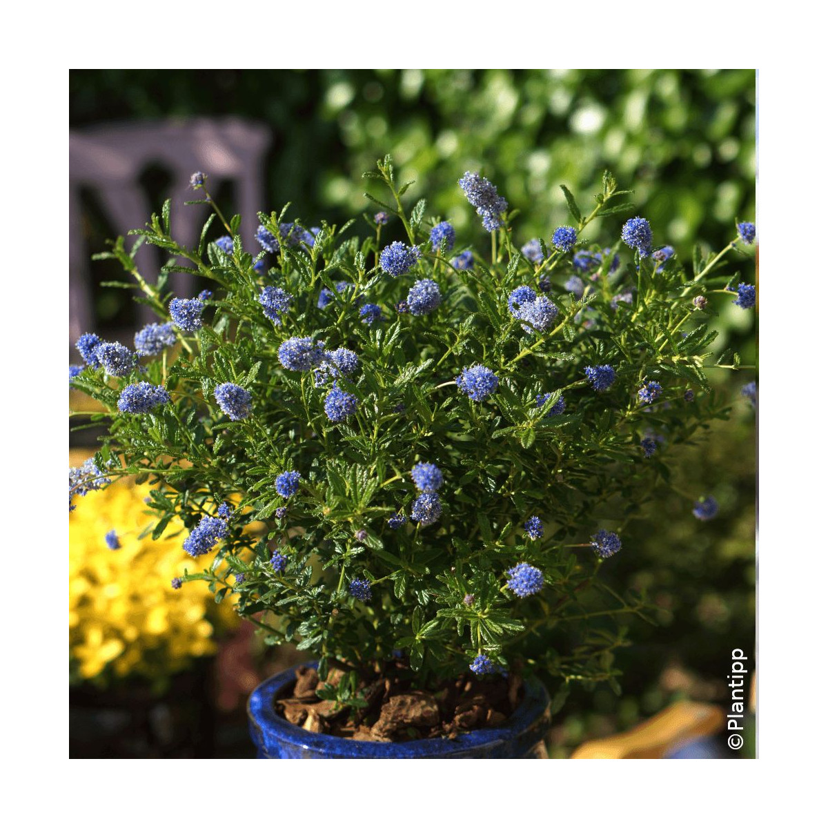 Céanothe, Lilas de Californie Blue Diamond® - SILENCE, ça pousse !