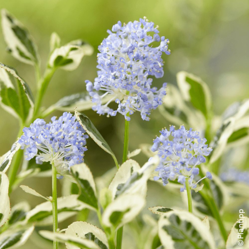 Céanothe, Lilas de Californie Cool Blue - SILENCE, ça pousse !