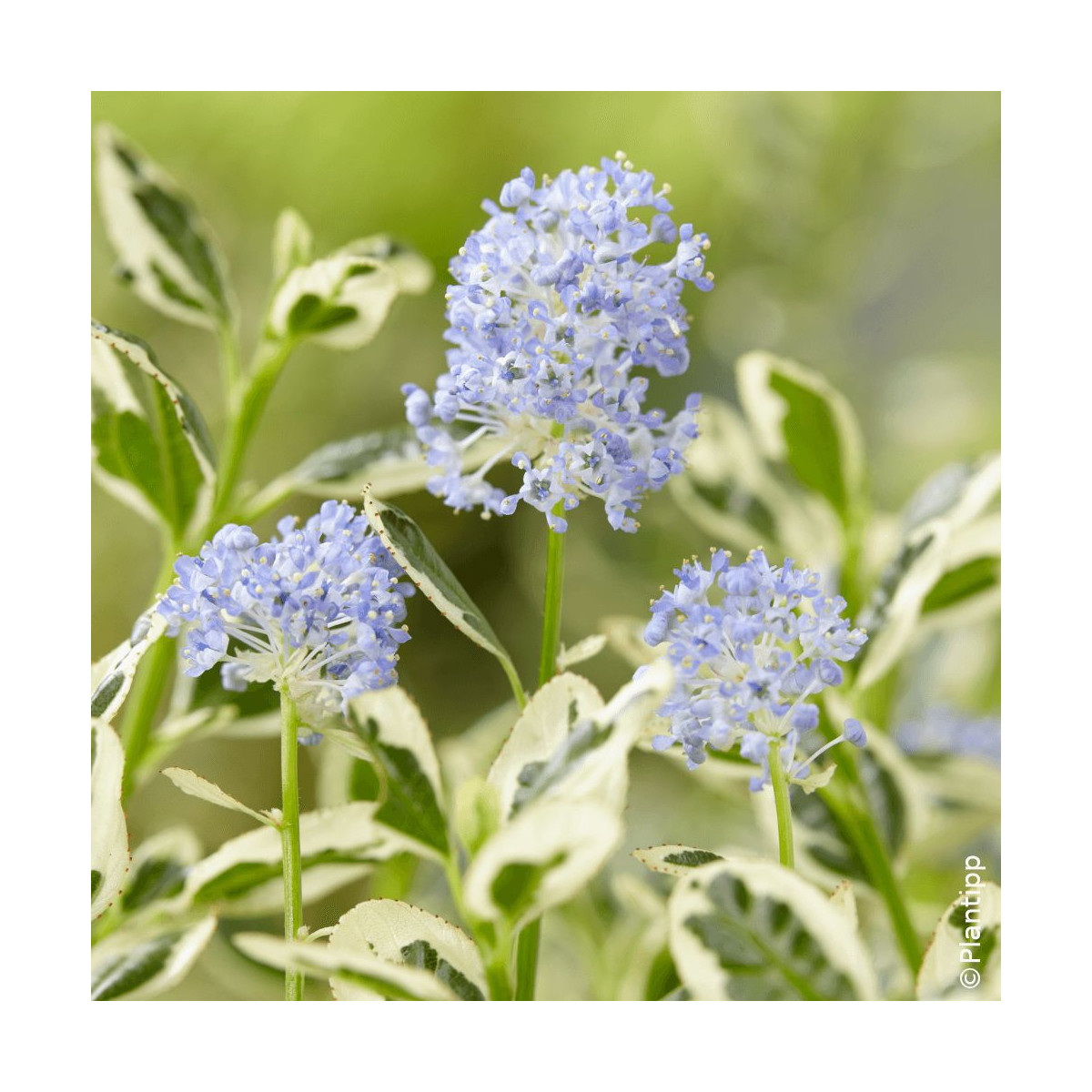 Céanothe, Lilas de Californie Cool Blue - SILENCE, ça pousse !