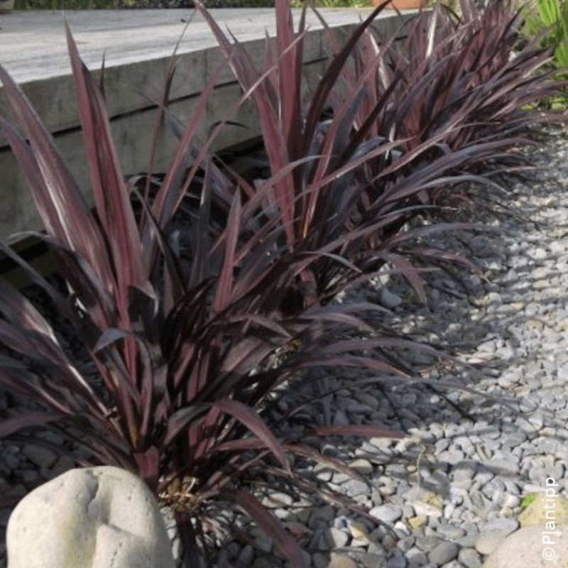 Cordyline de Banks Renegade® - SILENCE, ça pousse !