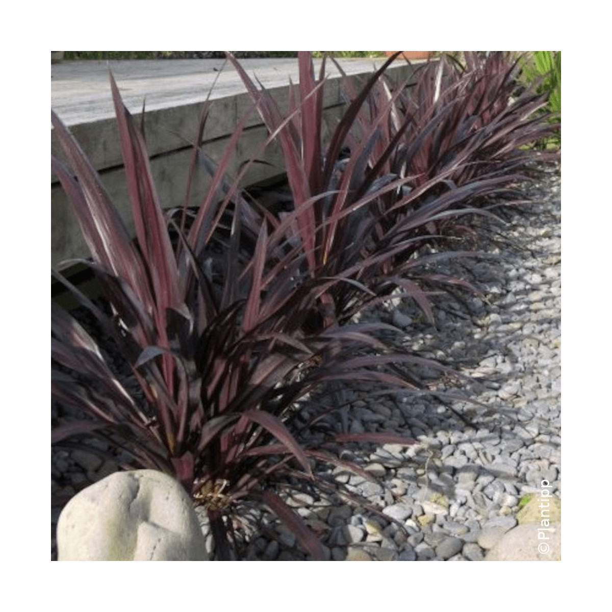 Cordyline banksii Renegade® - SILENCE, ça pousse ! Cordyline banksii Renegade® - SILENCE, ça pousse !