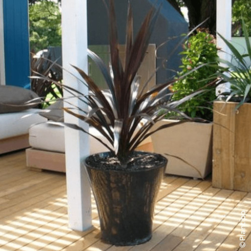 Cordyline de Banks Renegade® - SILENCE, ça pousse !