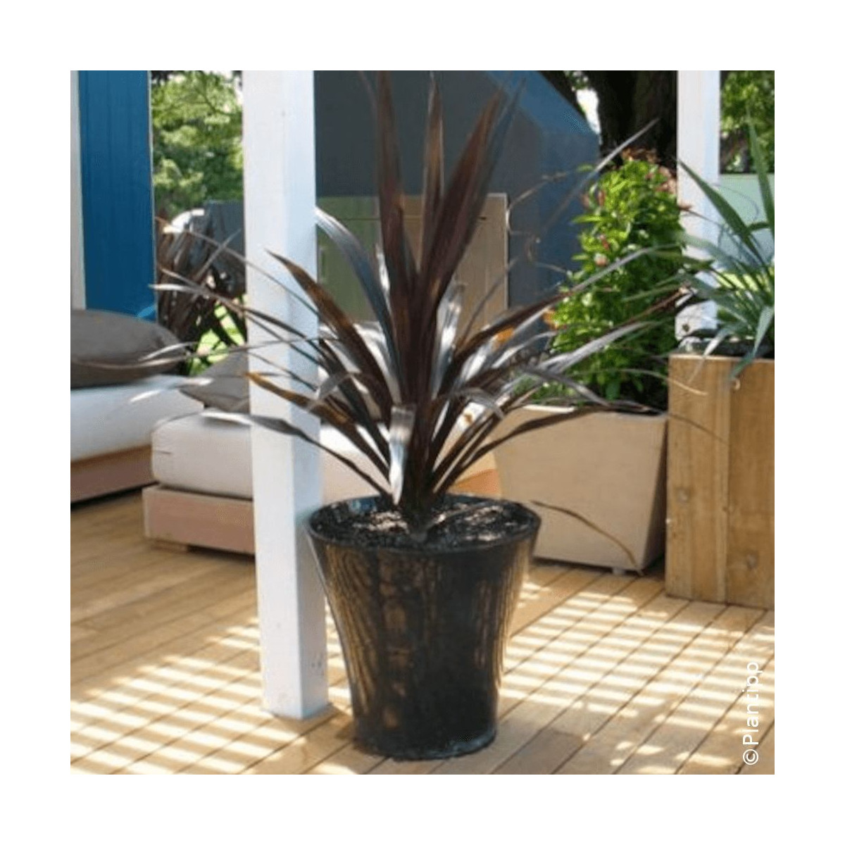Cordyline banksii Renegade® - SILENCE, ça pousse ! Cordyline banksii Renegade® - SILENCE, ça pousse !
