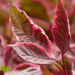 Cornouiller blanc Miracle® - SILENCE, ça pousse !